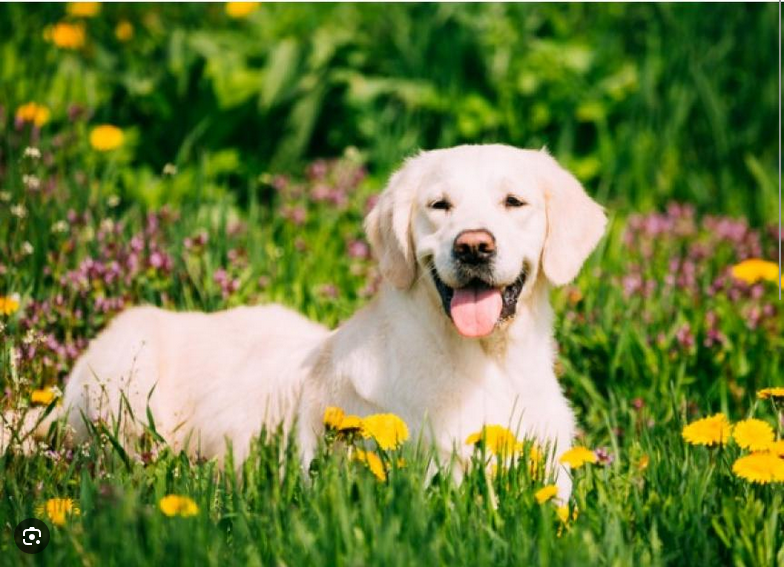 Dog Poop Pickup in Harrison, Michigan