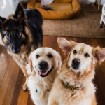 Dog Poop Pickup in Harrison, Michigan