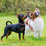 Dog Poop Pickup in Harrison, Michigan