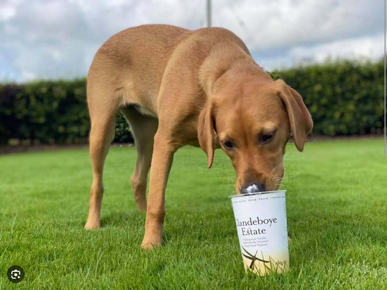 Dog Poop Pickup in Harrison, Michigan